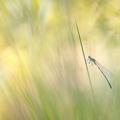 Agrion à larges pattes (Platycnemis pennipes)