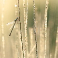 Leste des bois (Lestes dryas) femelle