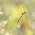 Leste des bois (Lestes dryas) femelle