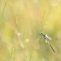 Leste des bois (Lestes dryas) mâle