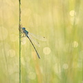 Leste des bois (Lestes dryas) mâle