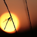 Leste des bois (Lestes dryas)