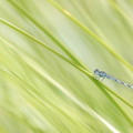 Agrion de Mercure (Coenagrion mercuriale) mâle