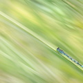 Agrion de Mercure (Coenagrion mercuriale) mâle