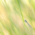 Agrion de Mercure (Coenagrion mercuriale) mâle