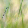 Agrion de Mercure (Coenagrion mercuriale) mâle