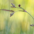 Nymphe au corps de feu (Pyrrhosoma nymphula)