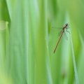 Nymphe au corps de feu (Pyrrhosoma nymphula)