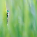 Agrion élégant (Ischnura elegans)