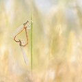 Pennipatte orangé (Platycnemis acutipennis)