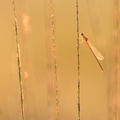 Agrion nain (Ischnura pumilio) immature