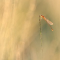 Agrion nain (Ischnura pumilio) immature
