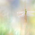Anax empereur (Anax imperator) ténéral