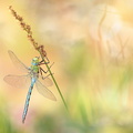 Anax empereur (Anax imperator) mâle