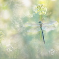 Anax empereur (Anax imperator) mâle