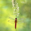 Crocothémis écarlate (Crocothemis erythraea) mâle
