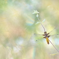 Libellule déprimée (Libellula depressa) femelle