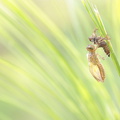 Libellule fauve (Libellula fulva) émergente