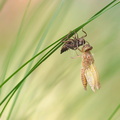  Libellule fauve (Libellula fulva) émergence