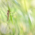 Libellule fauve (Libellula fulva) femelle immature