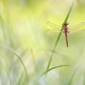 Libellule fauve (Libellula fulva) femelle immature