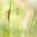 Libellule fauve (Libellula fulva) femelle immature