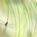 Libellule fauve (Libellula fulva) mâle