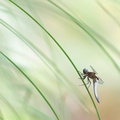 Libellule fauve (Libellula fulva) mâle