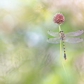Gomphe à crochets (Onychogomphus uncatus) mâle