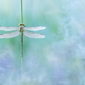 Gomphe joli (Gomphus pulchellus) femelle