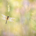 Leucorrhine à front blanc (Leucorrhinia albifrons) femelle