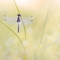Leucorrhine à front blanc (Leucorrhinia albifrons) mâle