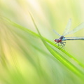 Naïade aux yeux rouges (Erythromma najas)
