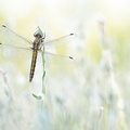 Orthétrum réticulé (Orthetrum cancellatum) femelle