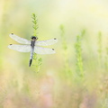 Orthétrum à stylets blancs (Orthetrum albistylum) mâle