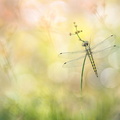 Orthétrum réticulé (Orthetrum cancellatum) - mâle immature
