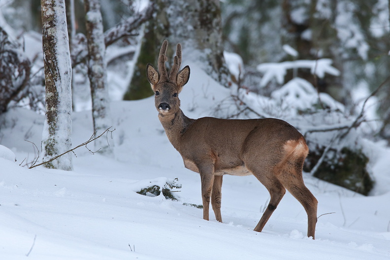 2017-02-06-Animal-Chevreuil-Neige-(1).jpg
