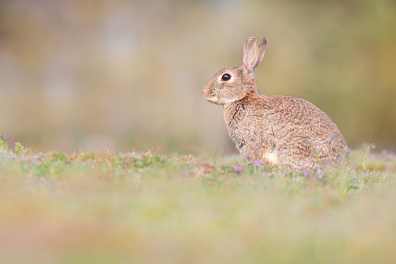 Animalier-Lapin-Garenne-Villeneuve-2023-04-15-(3-ret).jpg
