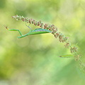 Mante religieuse (Mantis religiosa) femelle