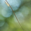 Mante religieuse (Mantis religiosa)