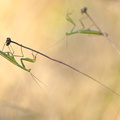 Mante religieuse (Mantis religiosa) mâle