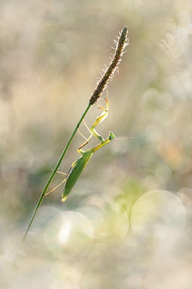 2017-08-12-Macro-Mante-Religieuse-CJ-(11-ret).jpg