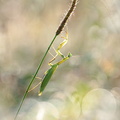 Mante religieuse (Mantis religiosa)