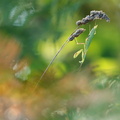 Mante religieuse (Mantis religiosa) femelle