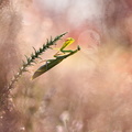 Mante religieuse (Mantis religiosa) femelle
