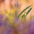 Mante religieuse (Mantis religiosa) femelle