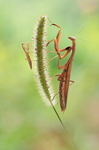 Mante religieuse (Mantis religiosa) femelle