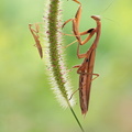 Mante religieuse (Mantis religiosa) femelle