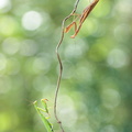 Mante religieuse (Mantis religiosa) femelle