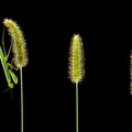 Mante religieuse (Mantis religiosa)